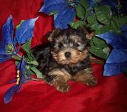 nice Male and female teacup yorkie puppies available