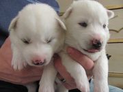 siberian puppy for sale