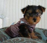 Tea-Cup Yorkie  Puppies For Free Adoption.