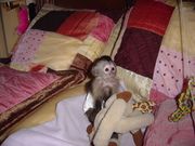  Adorable Capuchin Monkey - 18 Weeks Old