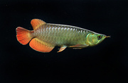 TOP QUALITY SUPER RED, ASIAN RED, CHILI RED AROWANA FOR SALE