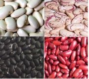 Quality Tropical Kidney Beans for sale