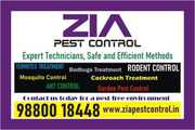 Rodent Pest Control 