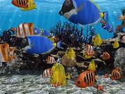 beautiful fishes for your aquarium