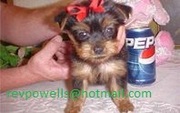 Cute AKC Yorkshire Terrier Puppies for Adoption - 11 Weeks Old
