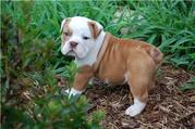 CUTE ENGLISH BULL DOG PUPPY  FOR LOVING HOME INTERESTED