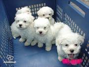 Maltese Puppies For Free Adoption - 