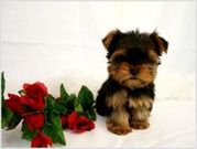ADORABLE TEACUP YORKIE PUPPIES BOYS & GIRLS FOR YOUR CHRISTMAS 