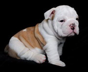 i have two cute male and female pure breed English bulldog puppies for