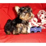 Affectionate Teacup Yorkie Puppies For Adoption(ssandrawelpen@aol.com)