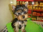 X-mass Teacup yorkie  puppy for adoption